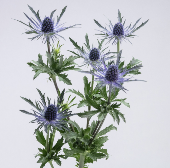 Eryngium